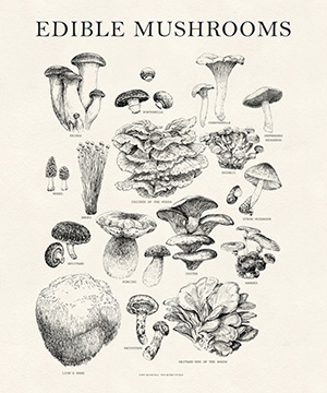 Vintage Edible Mushroom Poster