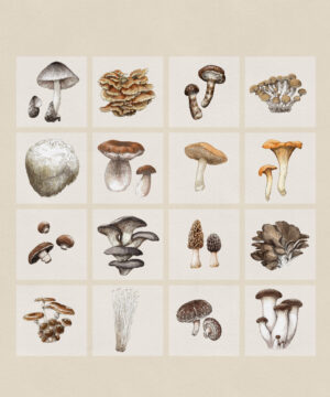 Edible Mushroom collection on grid