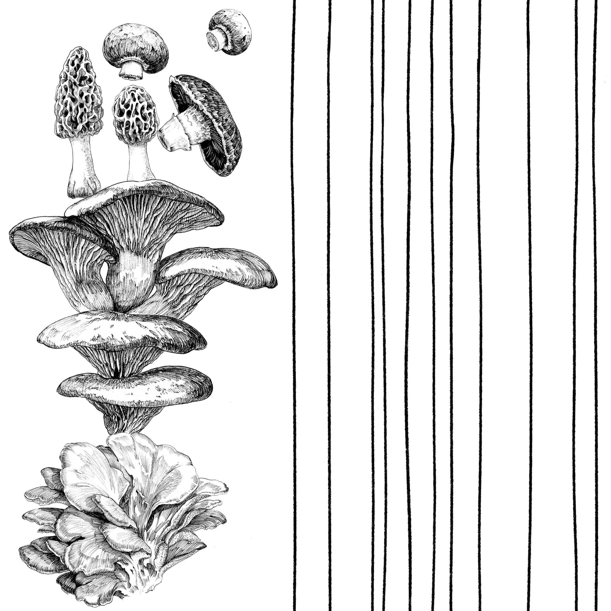 Beautiful illustrated mushrooms in black and white with stripes